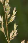 Tall fescue